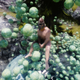 Illustration for article titled The Magic of Skyrim Mods: A Naked Man Swimming in Cabbage